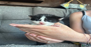 Mixed Breed cats - Advert 7
