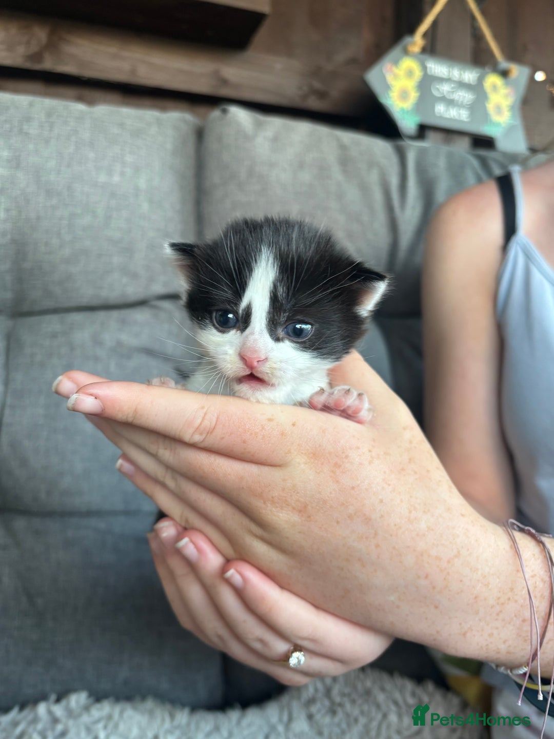 Mixed Breed cats for sale: Cute Kittens for sale! - Image 5