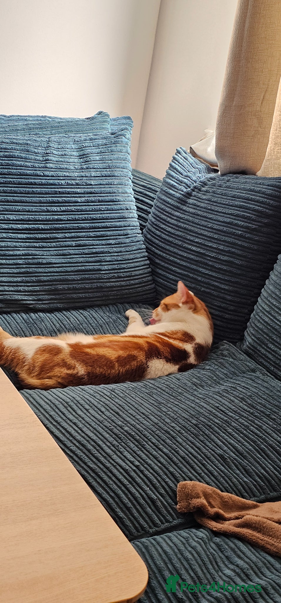 American Shorthair cats American short hair  - Advert 1