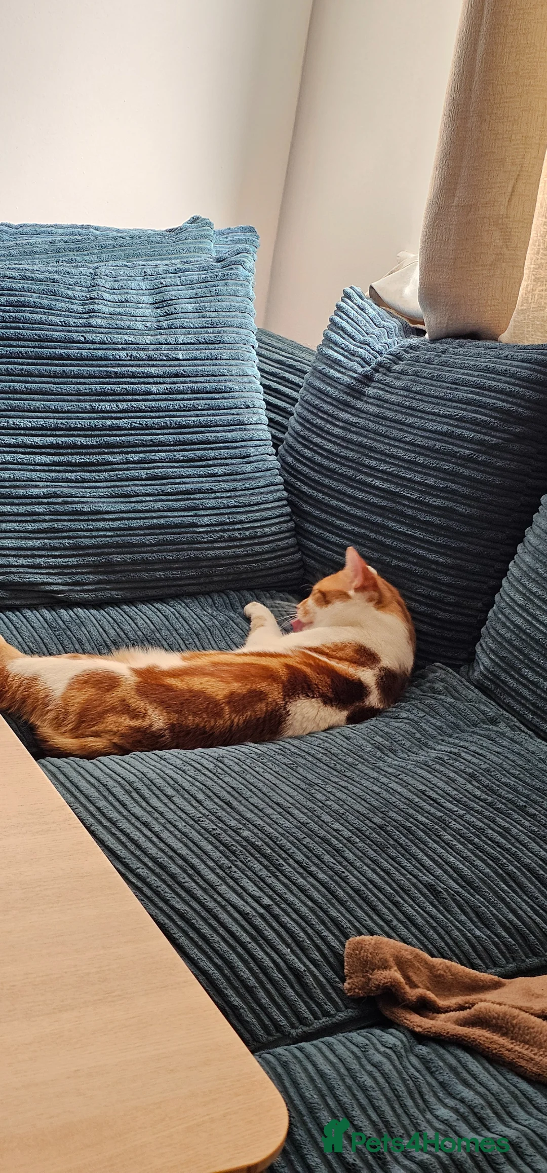 American Shorthair cats for sale: American short hair  - Advert 1