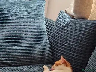 American Shorthair cats American short hair - Advert 1