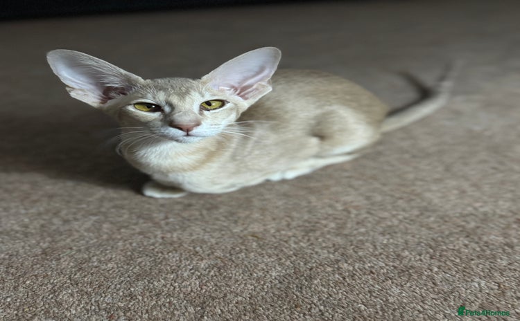 Oriental cats - Advert 1