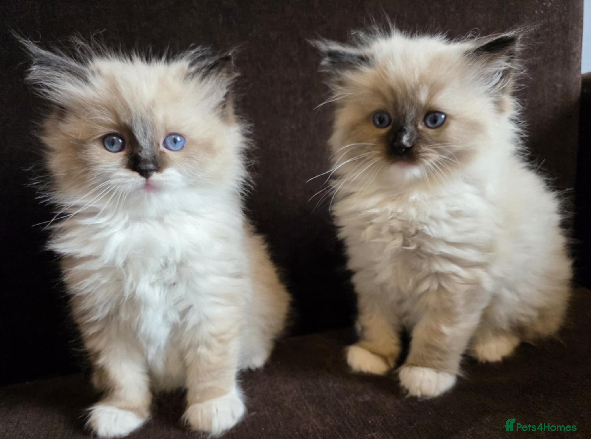 Ragdoll cats Last adorable Ragdoll girl  - Advert 11