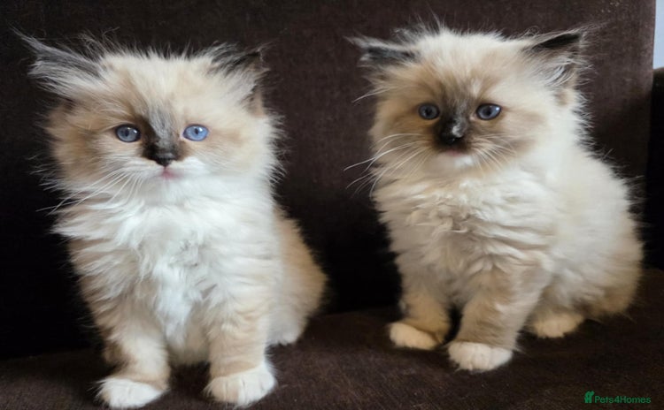 Ragdoll cats Adorable Seal Point Bicolour Ragdoll Kittenss - Advert 15