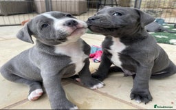 Staffordshire Bull Terrier dogs for sale: Perfect Pure Staffordshire Bull Terrier Puppies - Image 17