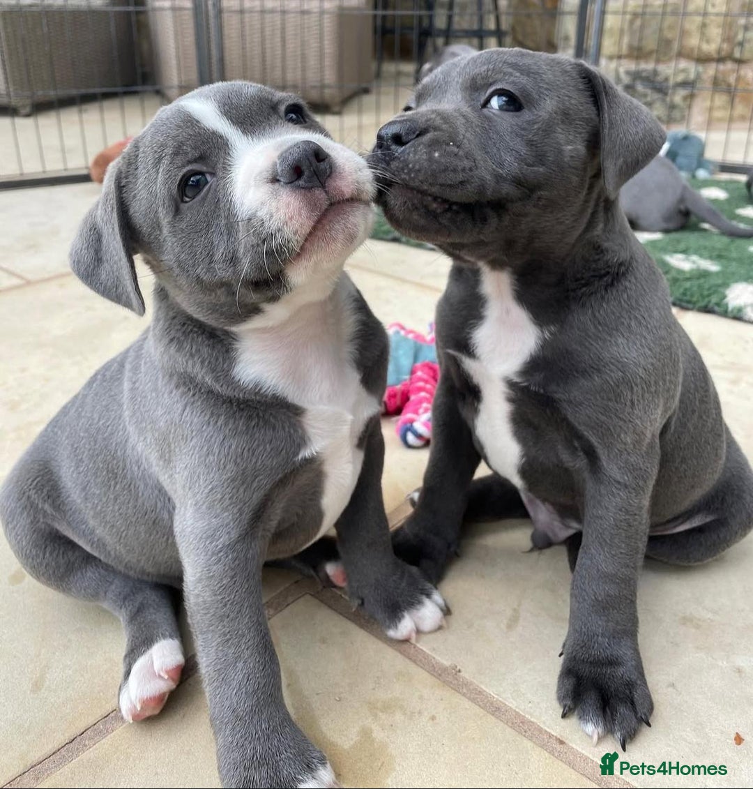 Staffordshire Bull Terrier dogs for sale: Perfect Pure Staffordshire Bull Terrier Puppies - Image 17