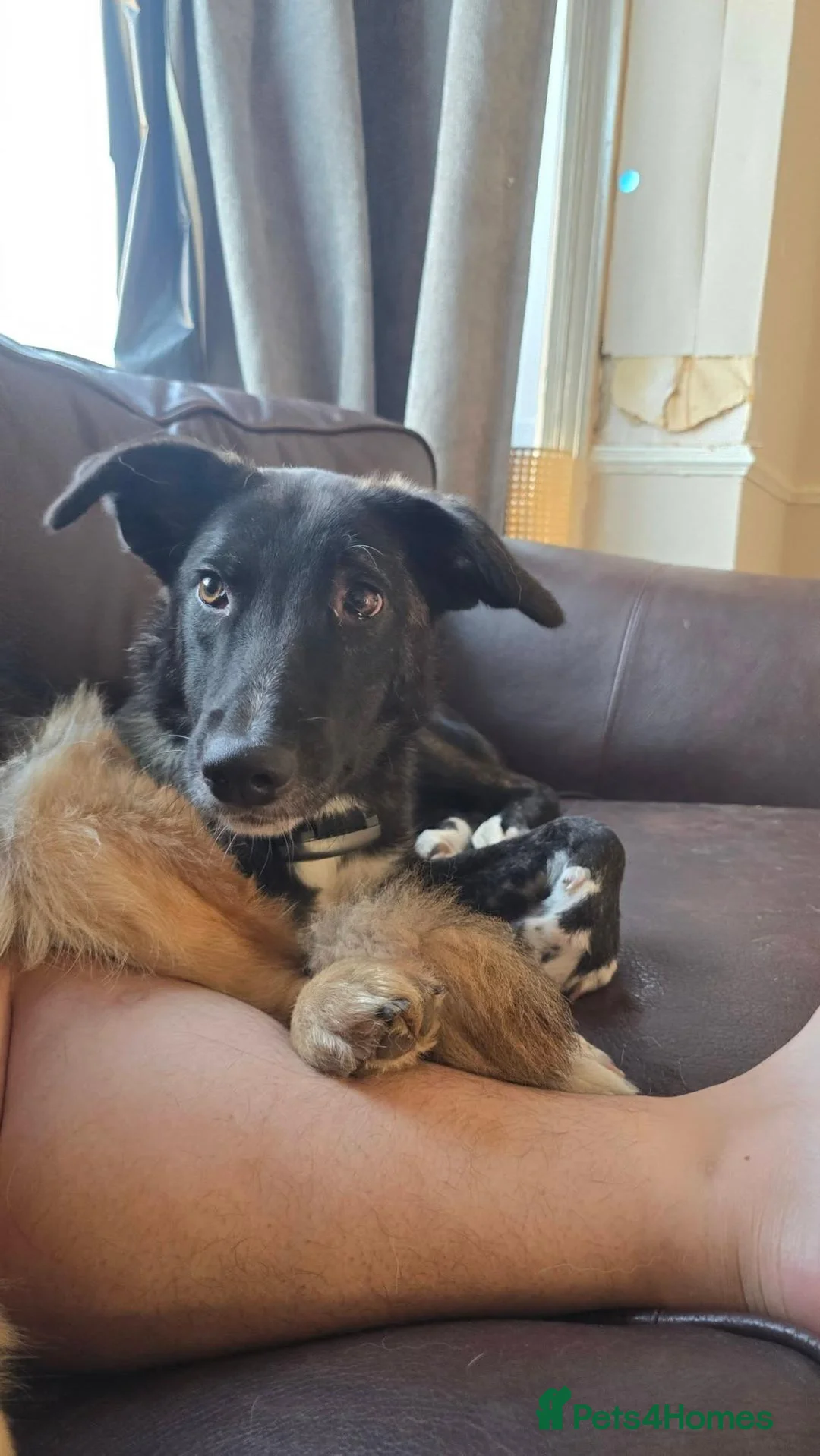 Mixed Breed dogs for adoption: Green for adoption in Hastings - Advert 2