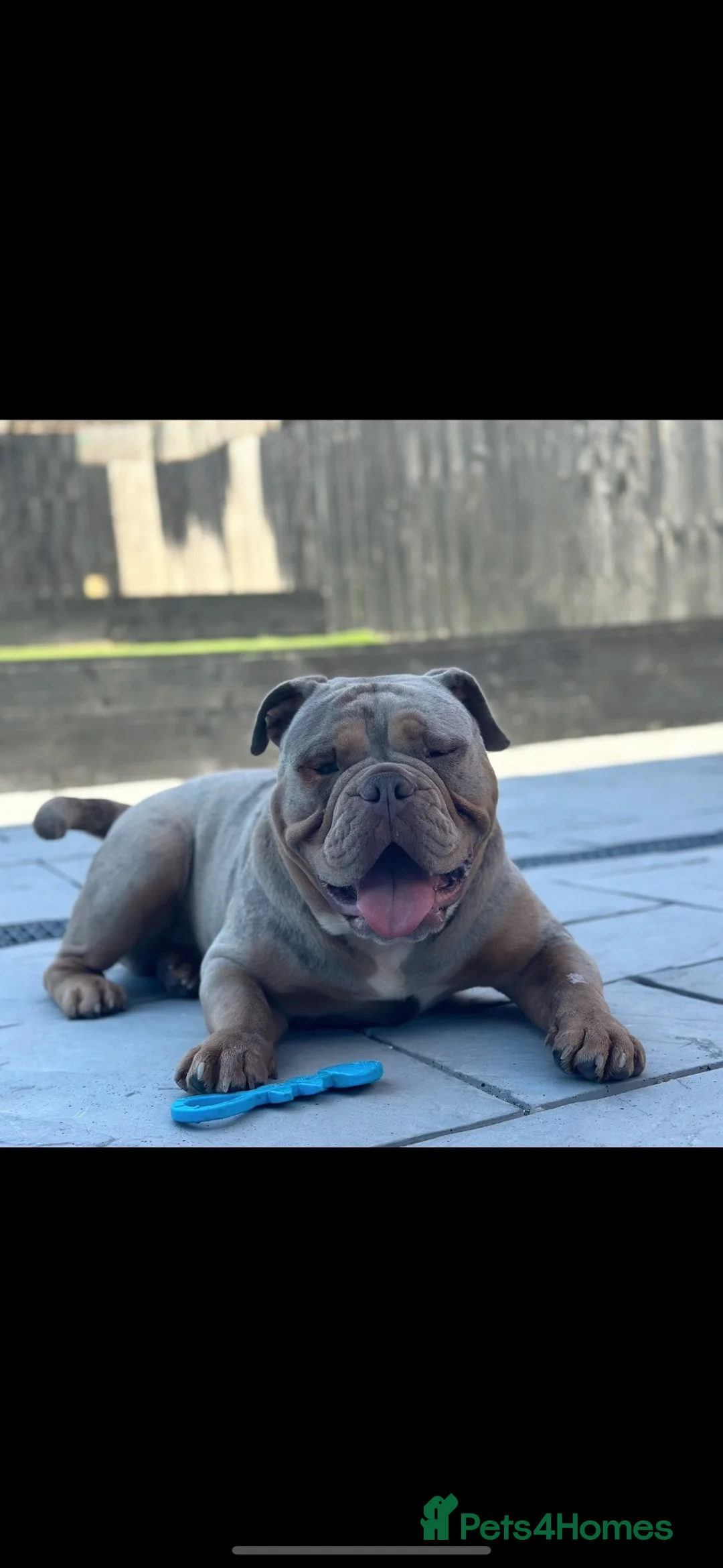 Old Tyme Bulldog dogs for sale: Meekz 4-Year-Old Old Tyme Bulldog - Rehome  - Advert 1