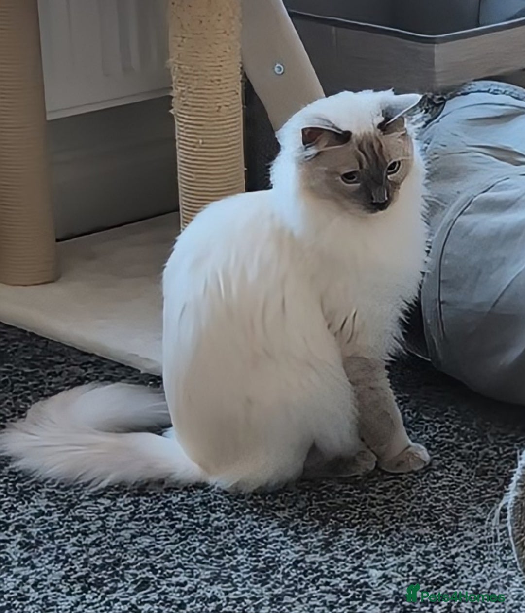 Ragdoll cats for sale: 1 year old Male blue point ragdoll  - Advert 4