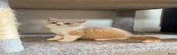 British Shorthair cats for sale: LAST GIRL - British Shorthair 💜🐾 - Advert 1