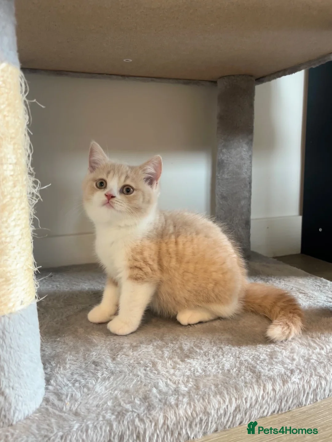 British Shorthair cats for sale: LAST GIRL - British Shorthair 💜🐾 - Advert 1