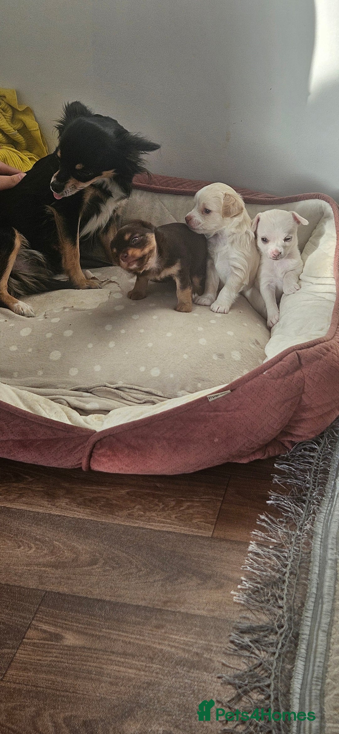 Chihuahua dogs for sale: Chihuahua puppies  - Advert 4