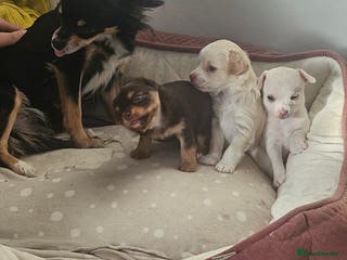 Chihuahua dogs Chihuahua puppies - Advert 7