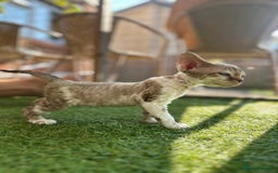 Devon Rex cats for sale: 🌼Curly, gorgeous Devon Rex Kittens available  - Image 24