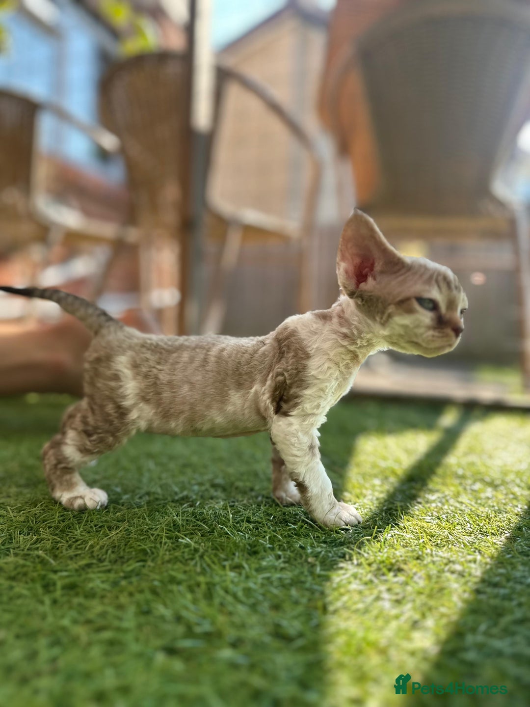 Devon Rex cats for sale: 🌼Curly, gorgeous Devon Rex Kittens available  - Image 24