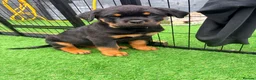 Rottweiler dogs for sale: 2 amazing KC registered rottweiler puppies left - Advert 6