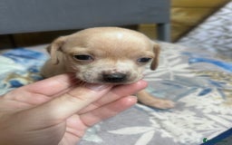 Mixed Breed dogs for sale: Chiweenie puppies  - Image 1