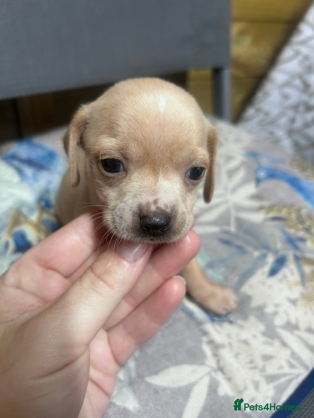 Mixed Breed dogs for sale: Chiweenie puppies  - Image 1