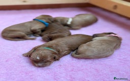 Goldendoodle dogs for sale: Stunning F2B Goldendoodles - Image 34