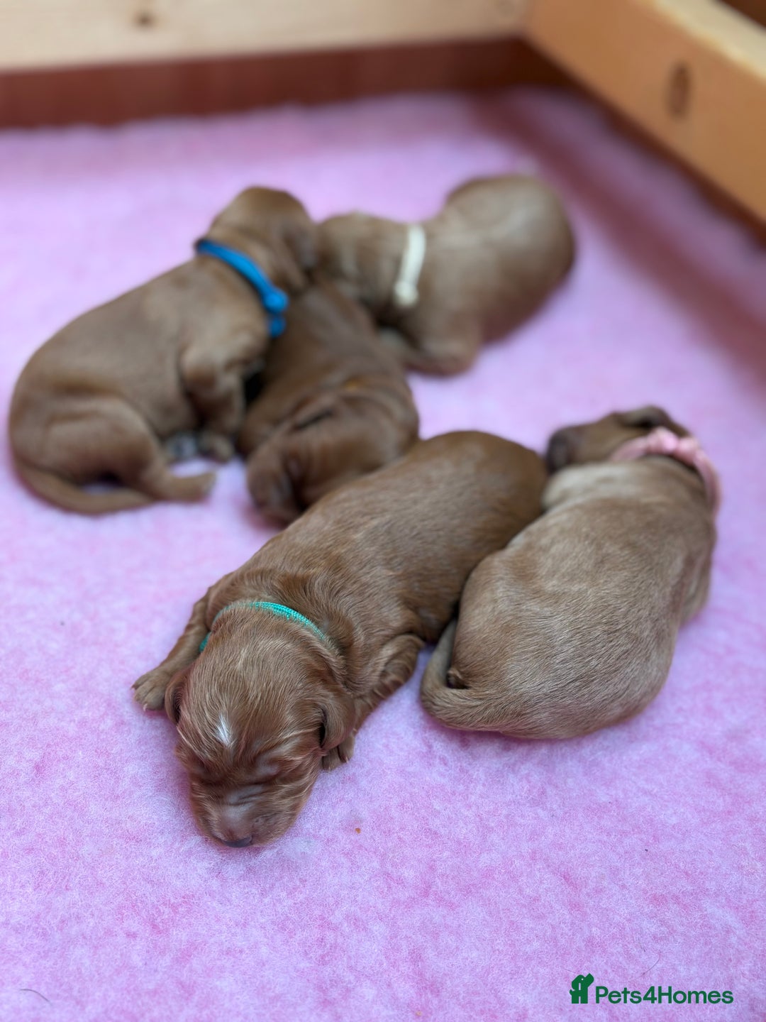 Goldendoodle dogs for sale: Stunning F2B Goldendoodles - Image 34