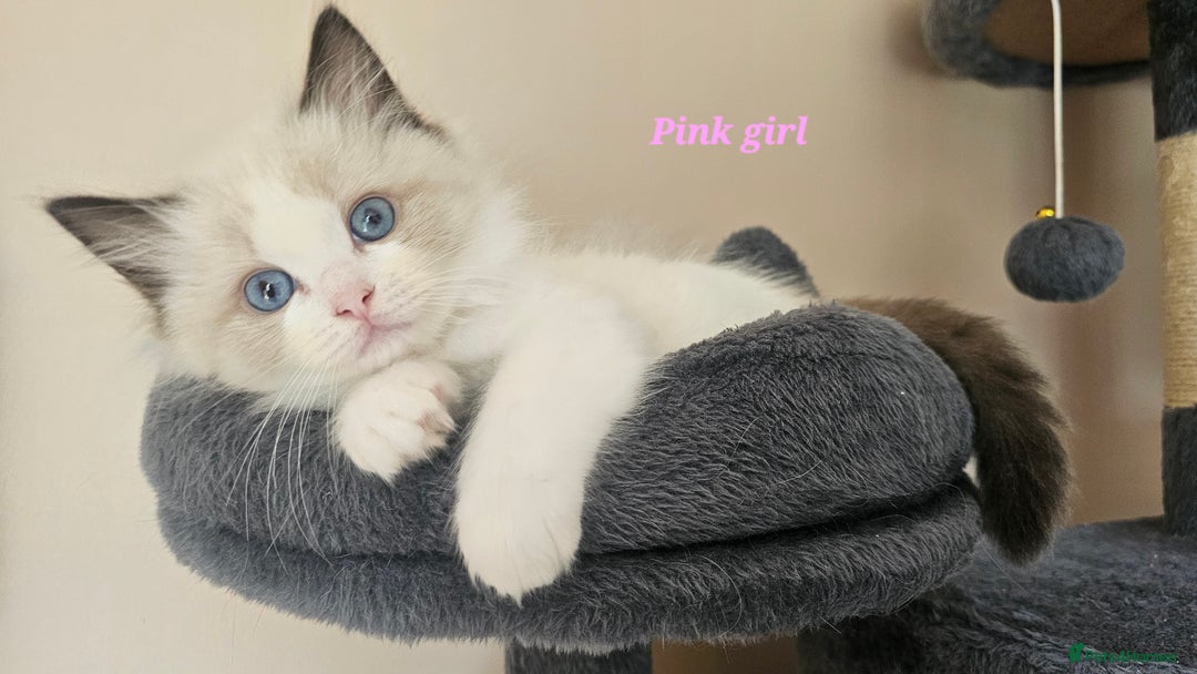 Ragdoll cats for sale: 2 Boys left Gccf £950 Ragdolls  - Image 19