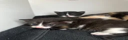 Domestic Shorthair cats for sale: 3 kittens for sale in Bexhill-on-Sea - Advert 4