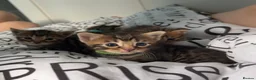 Bengal cats for sale: 🐾 Beautiful Bengal x Maine Coon Kittens 🐾 - Advert 29