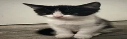 Mixed Breed cats for sale: Cat & Kittens - Free if Taken Together in Birmingham - Advert 6
