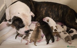 Mixed Breed dogs for sale: Bulldog mix puppies - Advert 6