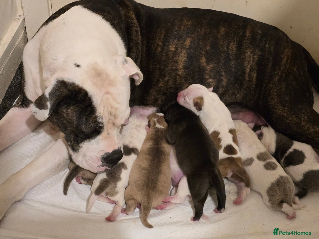 Mixed Breed dogs for sale: Bulldog mix puppies - Advert 6