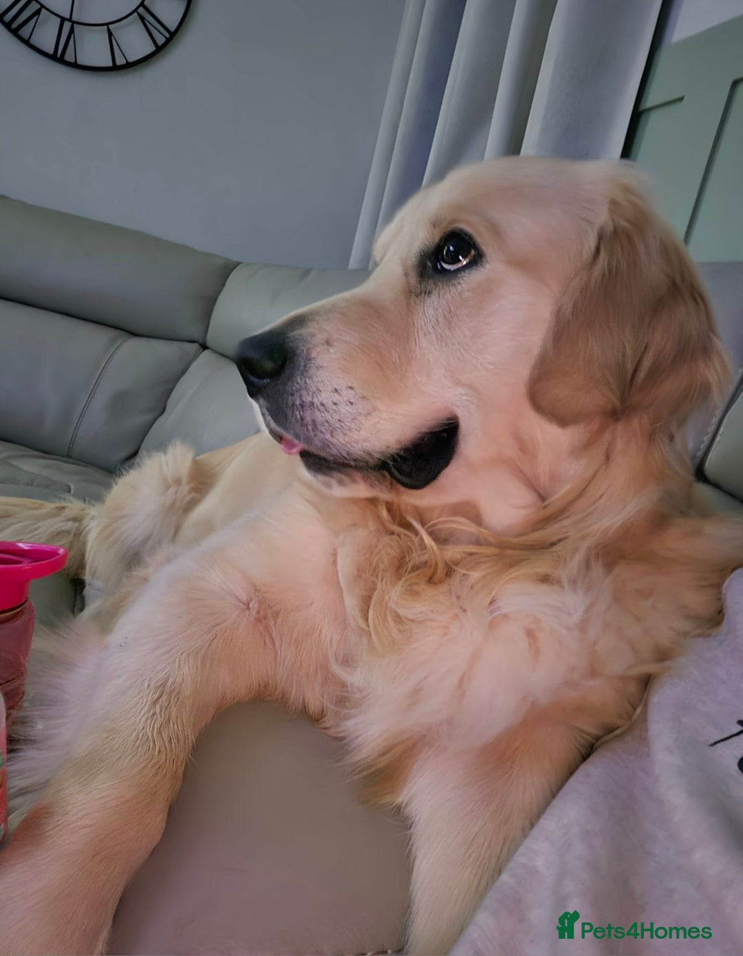 Golden Retriever dogs for sale: Golden retriever for rehoming - Advert 1