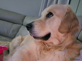 Golden Retriever dogs Golden retriever for rehoming - Advert 2