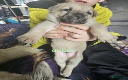 Mixed Breed dogs for sale: PEBBLES LEFTGerman shepherd cross puppies - Image 13
