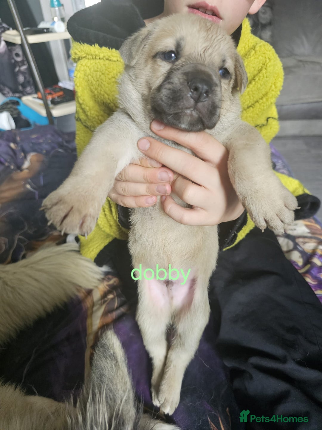 Mixed Breed dogs for sale: PEBBLES LEFTGerman shepherd cross puppies - Image 13