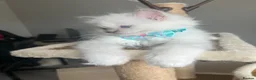 Ragdoll cats for sale: Registered Ragdoll kittens for sale - Advert 25