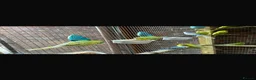 Ringnecks birds for sale: Stunning Budgies - Advert 5