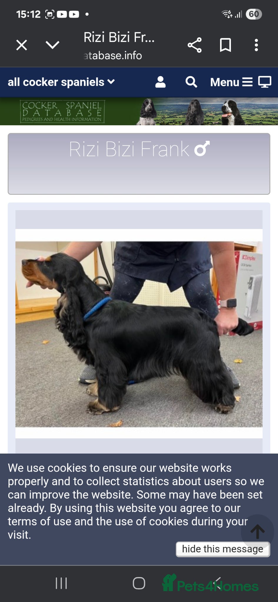Cocker Spaniel dogs for sale: Very beautiful rizi bizi breeding young bitch - Advert 1