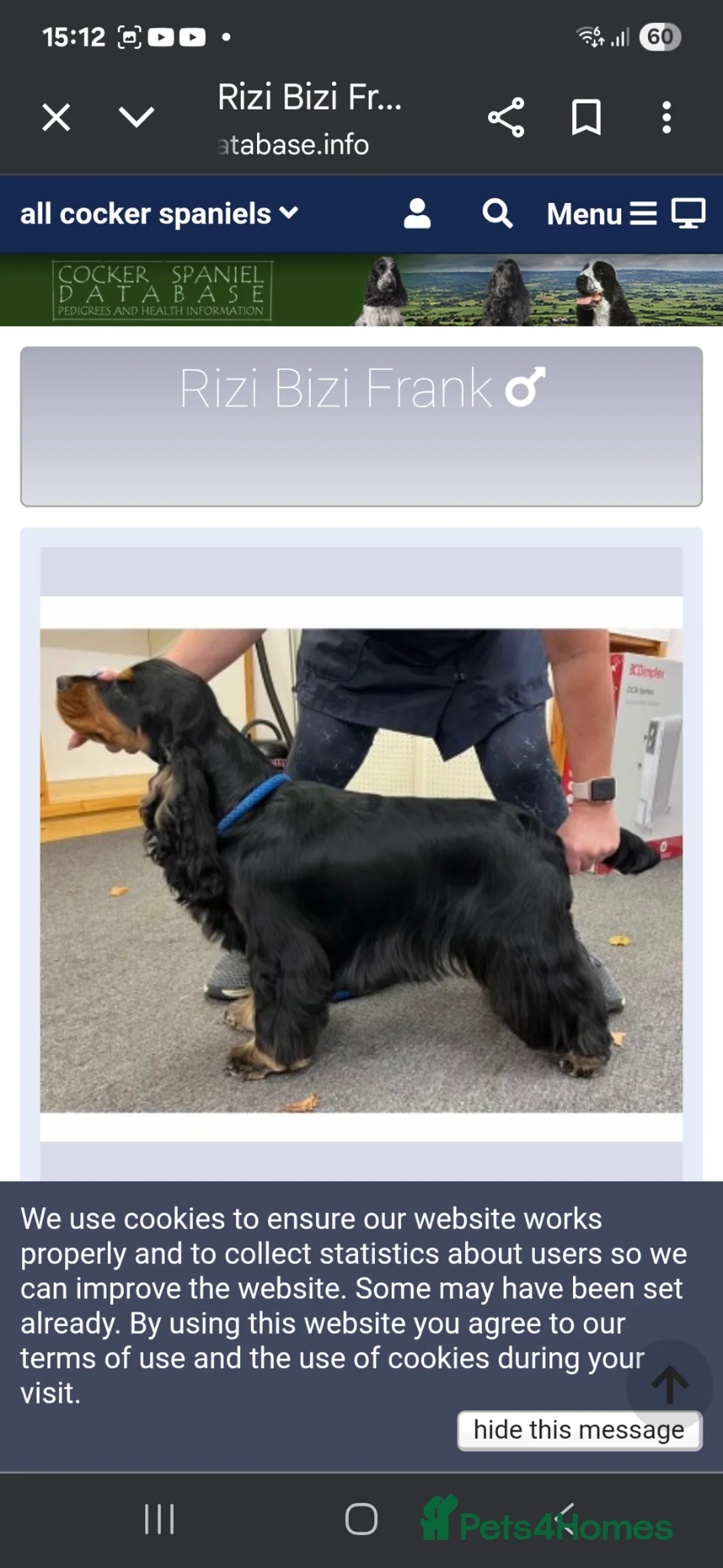 Cocker Spaniel dogs for sale: Very beautiful rizi bizi breeding young bitch - Advert 1