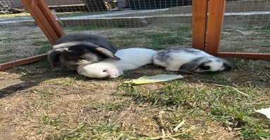 Mini Lop rabbits - Advert 1