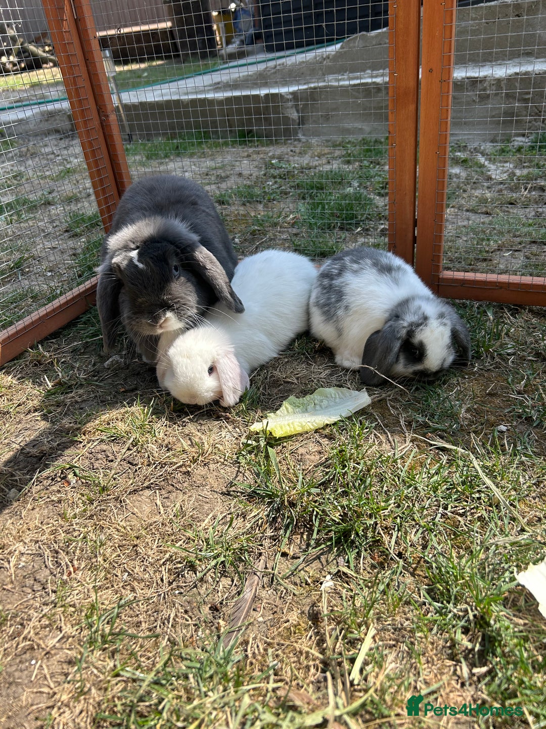 Mini Lop rabbits for sale: 2 doe Mini lop bunnies  - Image 2