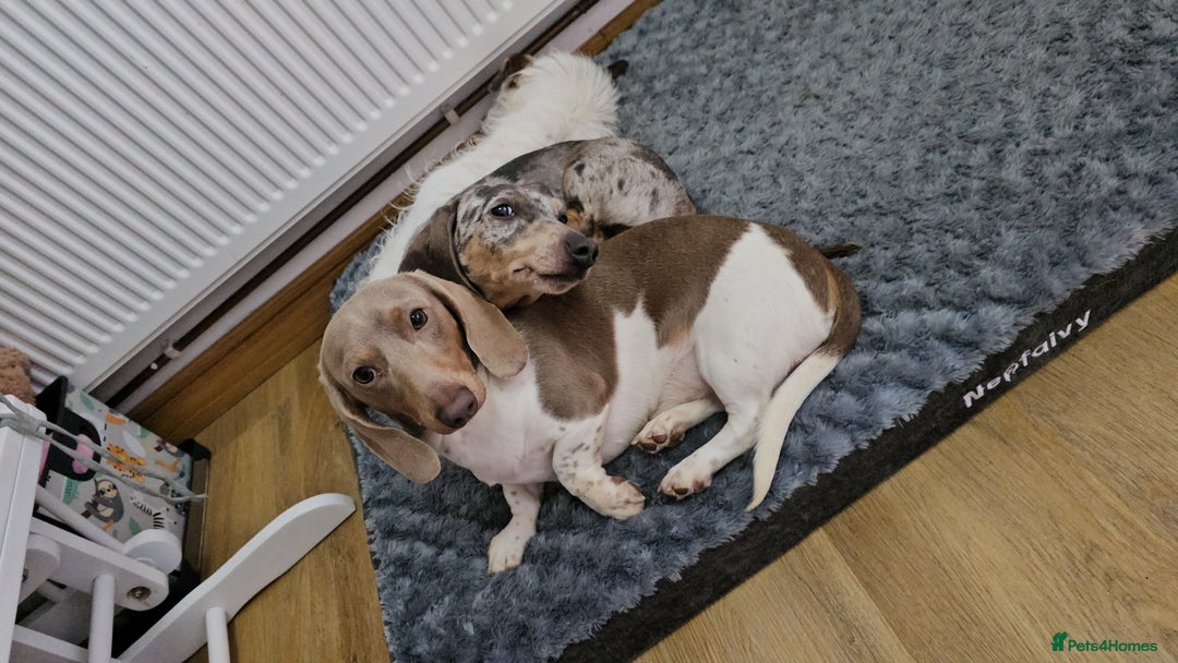Dachshund dogs for sale: 2 Loving Miniature Dachshunds–Must Stay Together - Image 4