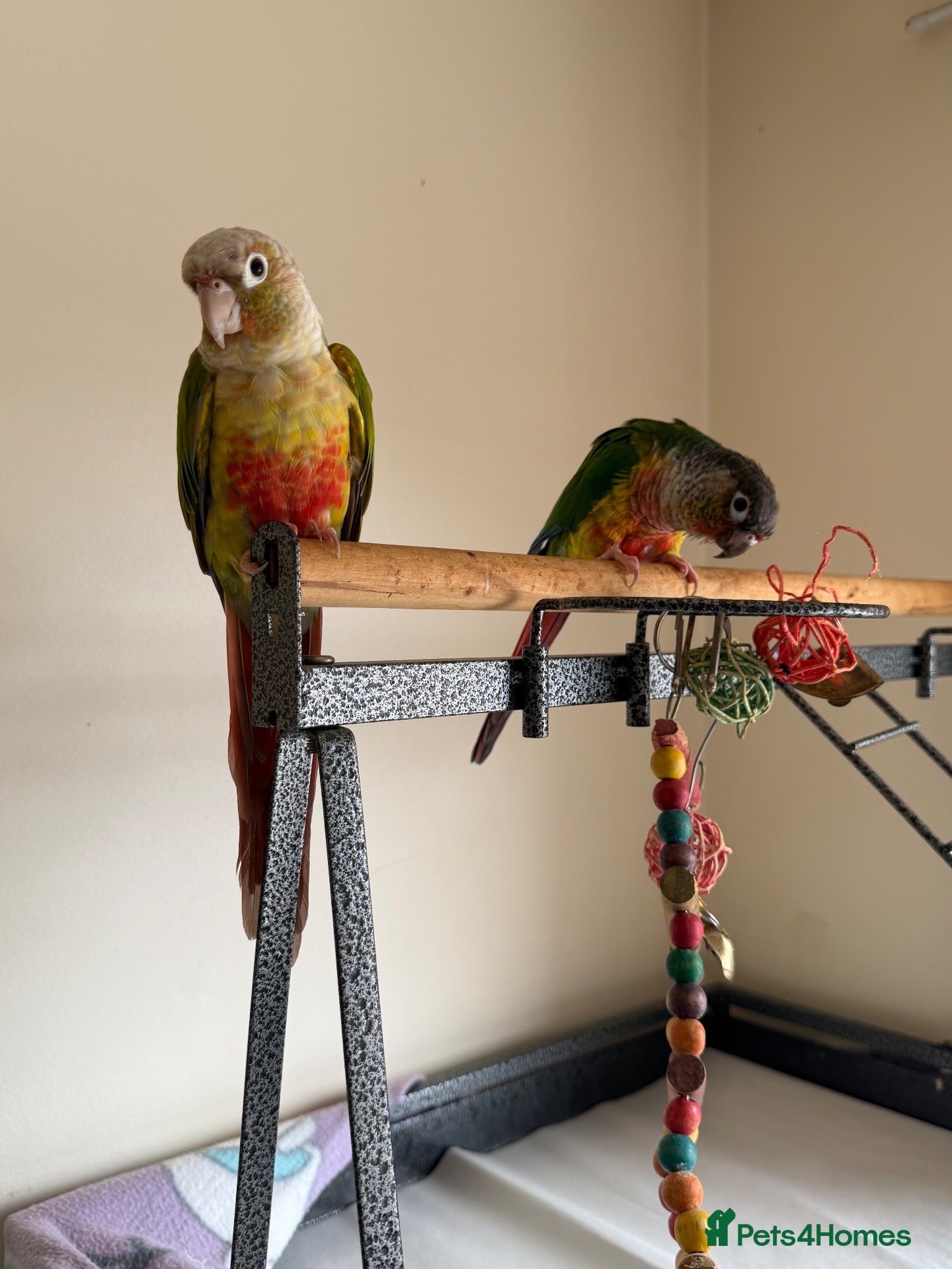 Conures birds Male and female conure for sale  £500 ono - Advert 9