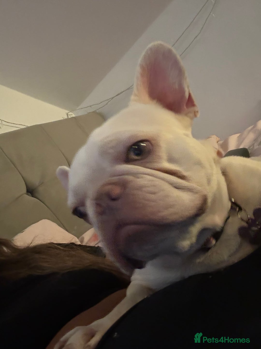 French Bulldog dogs for sale: Pedigree platinum French Bull dog  - Advert 4