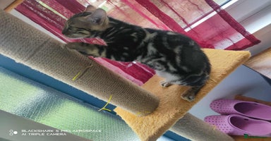 Bengal cats - Advert 8