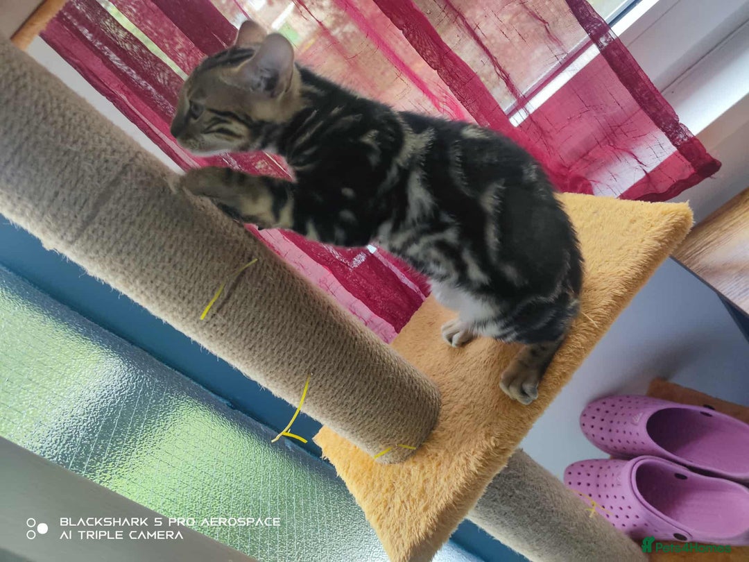 Bengal cats for sale: Three Beautiful Bengal Kittens For Sale - Image 2