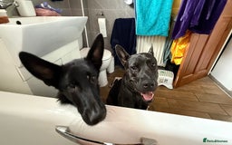 Mixed Breed dogs for sale: Bear - Staffy X German Shepherd - Image 36