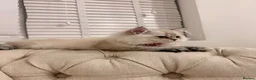 British Longhair cats for sale: Ragdoll x Scottish Longhair blue eye kitten - Advert 8