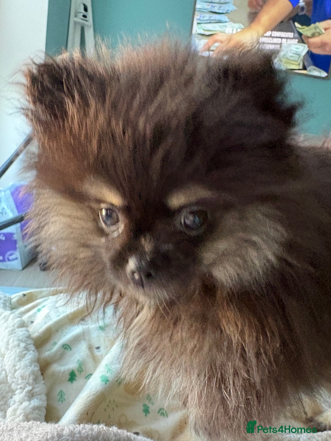 Pomeranian dogs for sale: Bear the tiny Pomeranian  - Image 2
