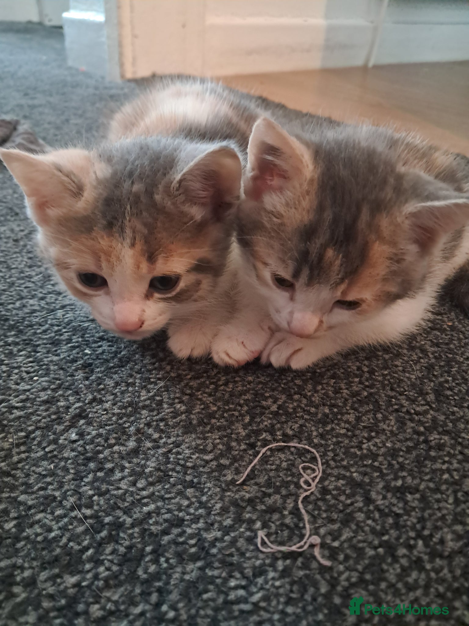 Mixed Breed cats for sale: kittens in Thornton-Cleveleys - Advert 2