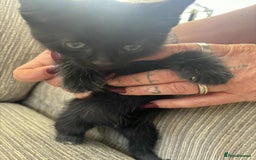 Mixed Breed cats for sale: 6 beautiful kittens - Image 4